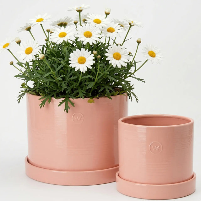 Alicia Übertopf Set Pfirsichrosa mit Margeriten - Wikholmform