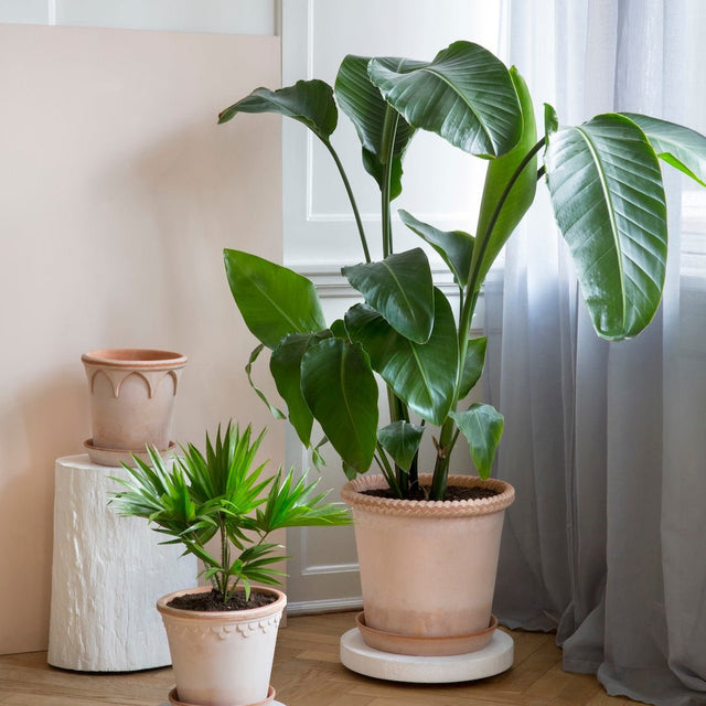 Blumentopf Emilia Rosa - Bergs Potter - DesignWe.Love