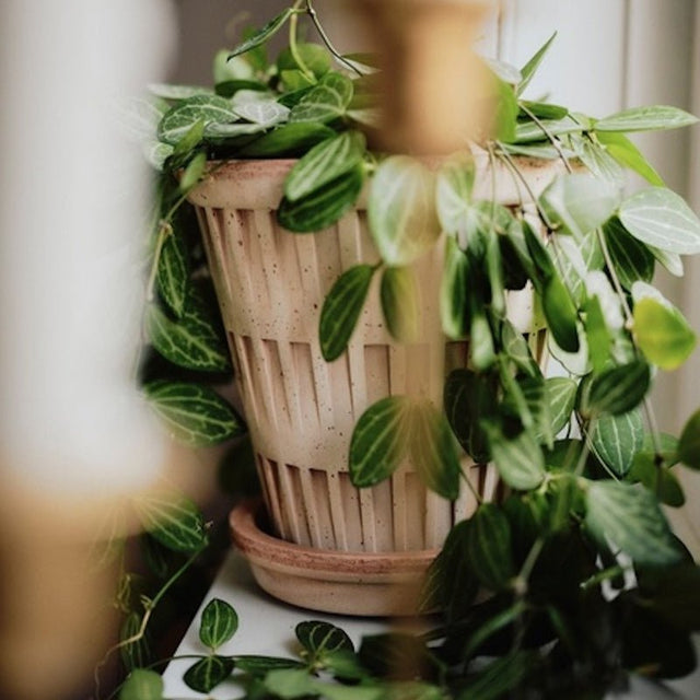 Blumentopf Pantheon Terracotta Rosa - Bergs Potter - DesignWe.Love