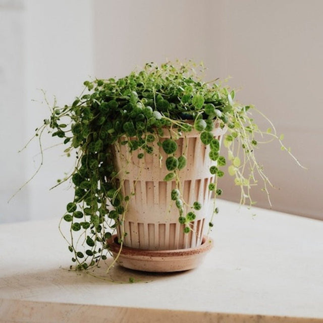 Blumentopf Pantheon Terracotta Rosa - Bergs Potter - DesignWe.Love