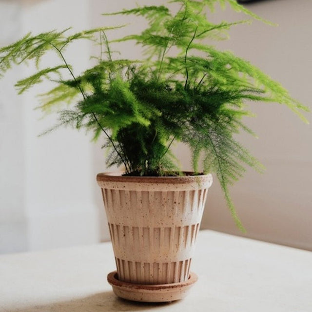 Blumentopf Pantheon Terracotta Rosa - Bergs Potter - DesignWe.Love