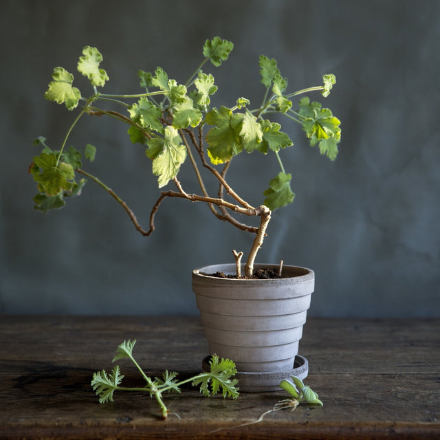 Blumentopf Planet 21 cm - Bergs Potter - DesignWe.Love
