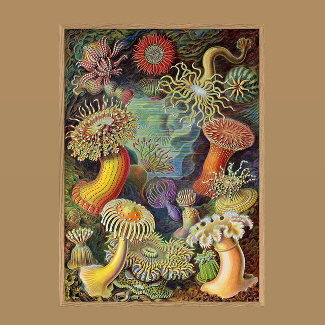 Kunstdruck 'Actiniae' Poster - The Dybdahl Co - DesignWe.Love