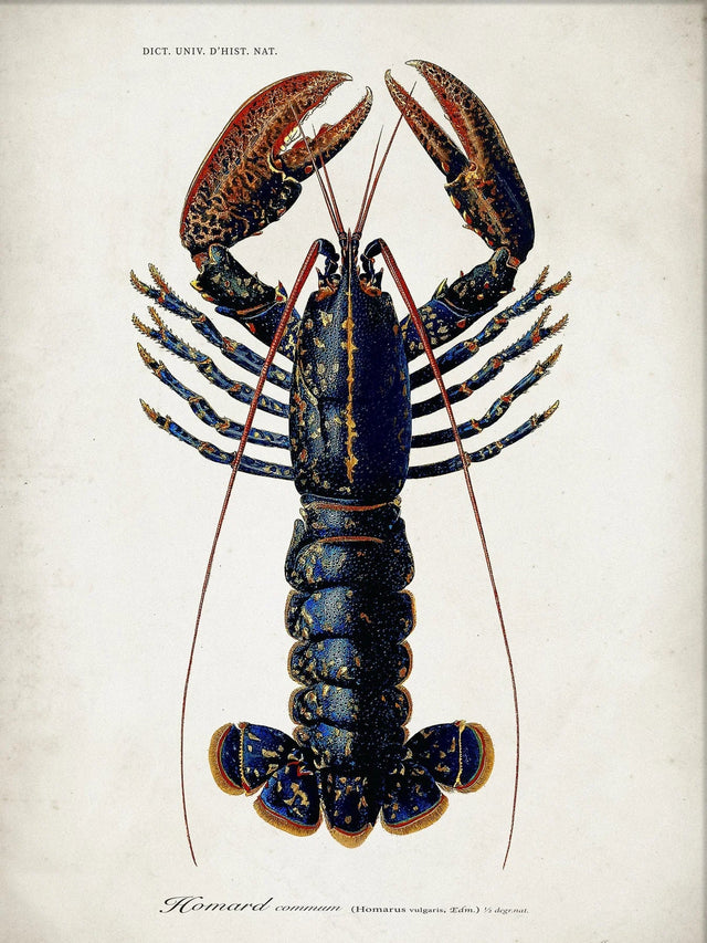 Kunstdruck 'Lobster' Poster - The Dybdahl Co - DesignWe.Love