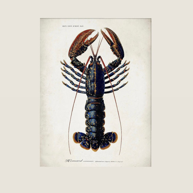 Kunstdruck 'Lobster' Poster - The Dybdahl Co - DesignWe.Love