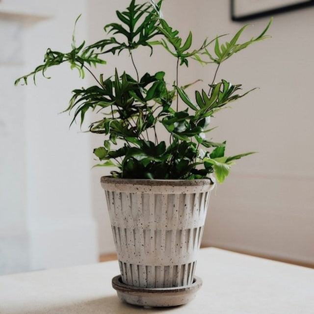 Blumentopf Pantheon Terracotta Grau - Bergs Potter - DesignWe.Love