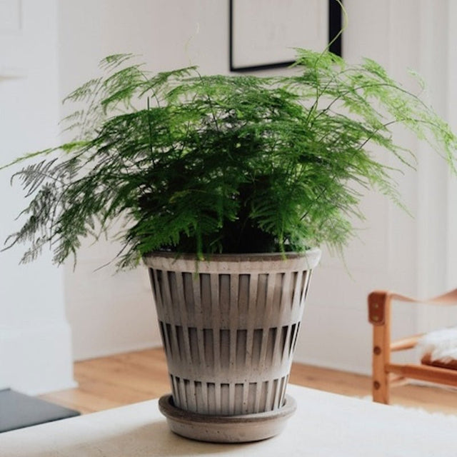 Blumentopf Pantheon Terracotta Grau - Bergs Potter - DesignWe.Love