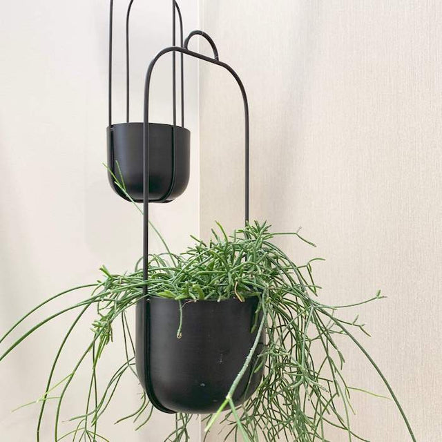 Blumenampel Metall Lotus schwarz von Hübsch Interior mit Hängepflanze